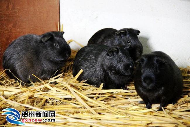 钟山:返乡青年创办黑豚鼠养殖场 县区新闻 贺州新闻网