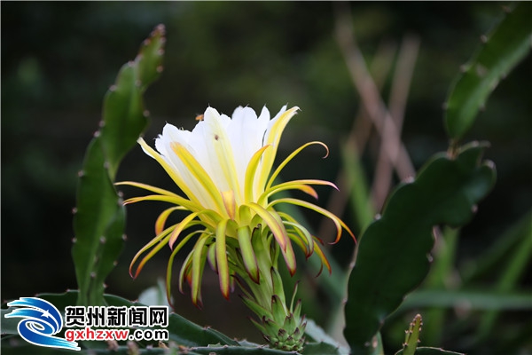 火龙果花:夜里绽放的花仙子 - 贺州新闻 - 贺州