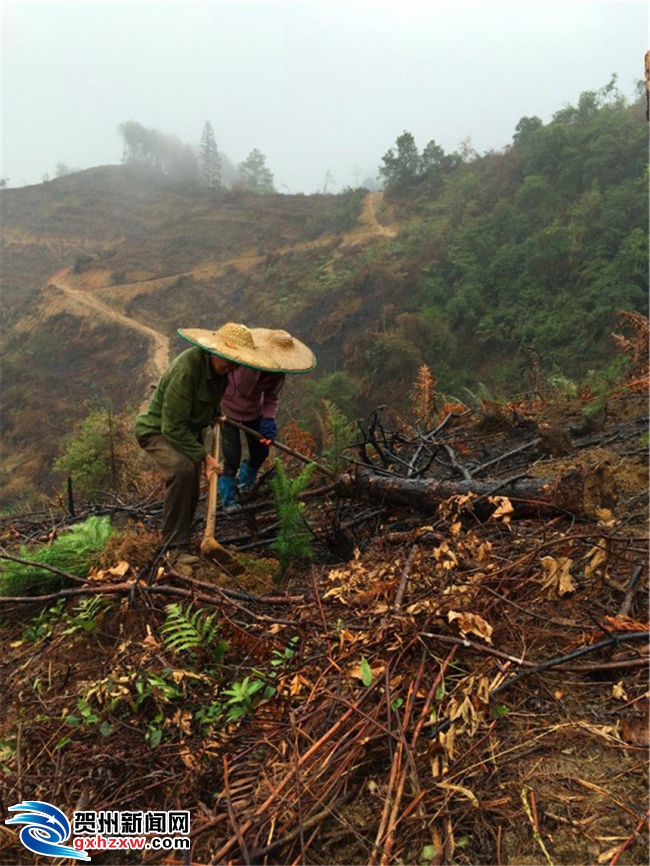 春雨连绵季 植树者为山换"新妆"_贺州新闻_贺州新闻网