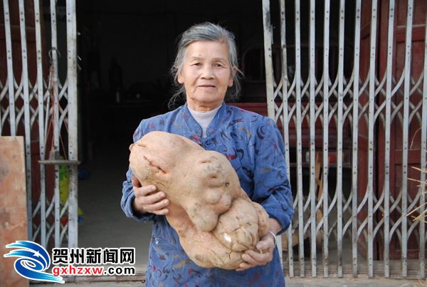 贺州72岁奶奶种出24斤红薯 - 贺州新闻 - 中新网